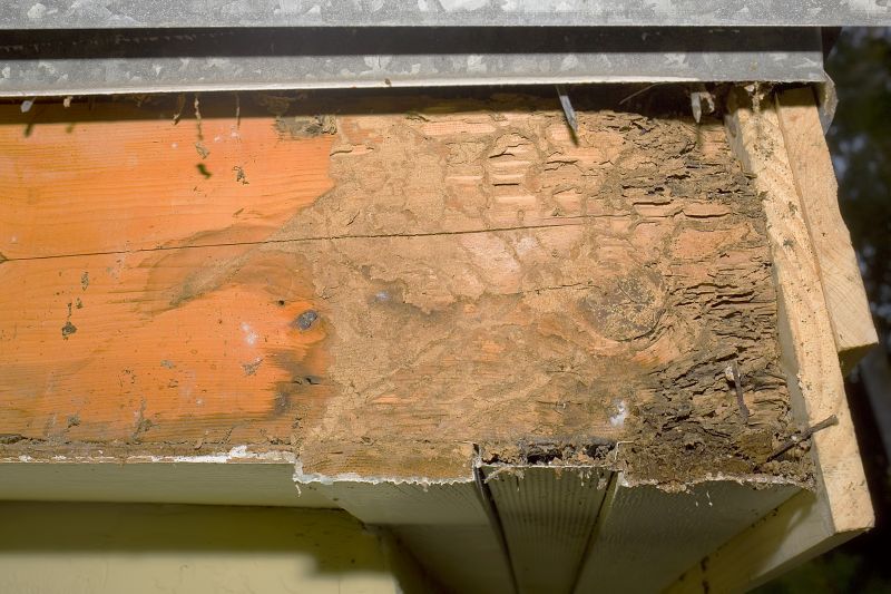 Dry Rot Repair in Arvada, CO