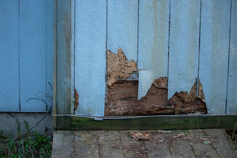 Pest Damage Repair in Longmont, CO
