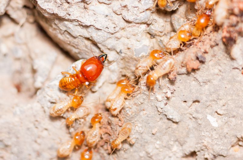 Termite Damage Repair Service in Kansas City, KS