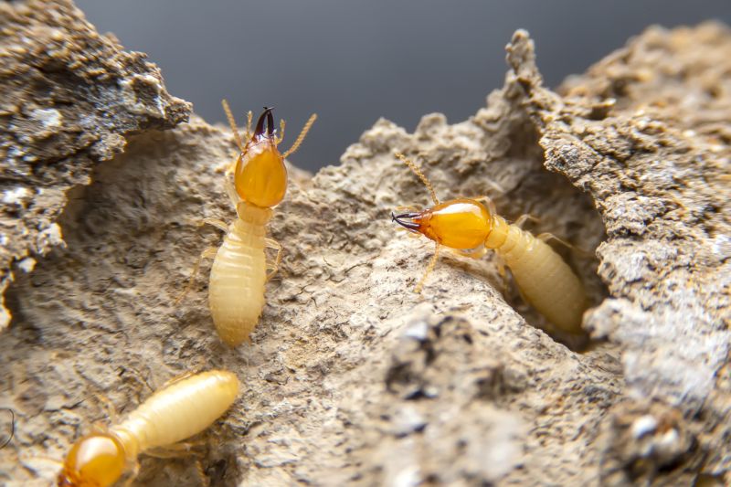 Termite Damage Restoration in Roswell, GA
