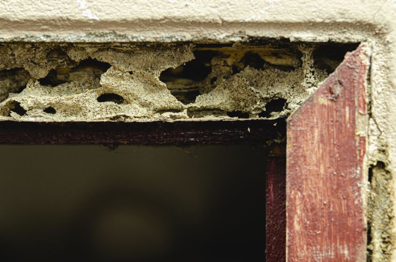 Termite Damage Restoration in Arvada, CO
