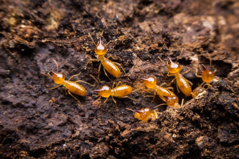 Termite Damage Restoration in Arvada, CO
