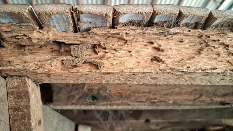 Termite Damage Restoration in Kansas City, KS