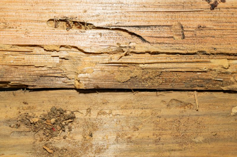 Termite Damage Restoration in Denver, CO