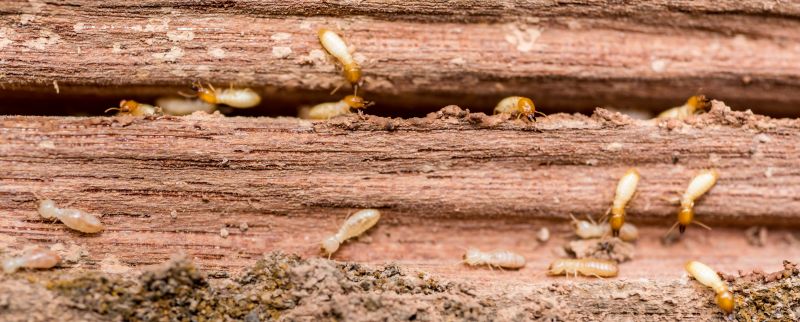 Termite Infestation Repair