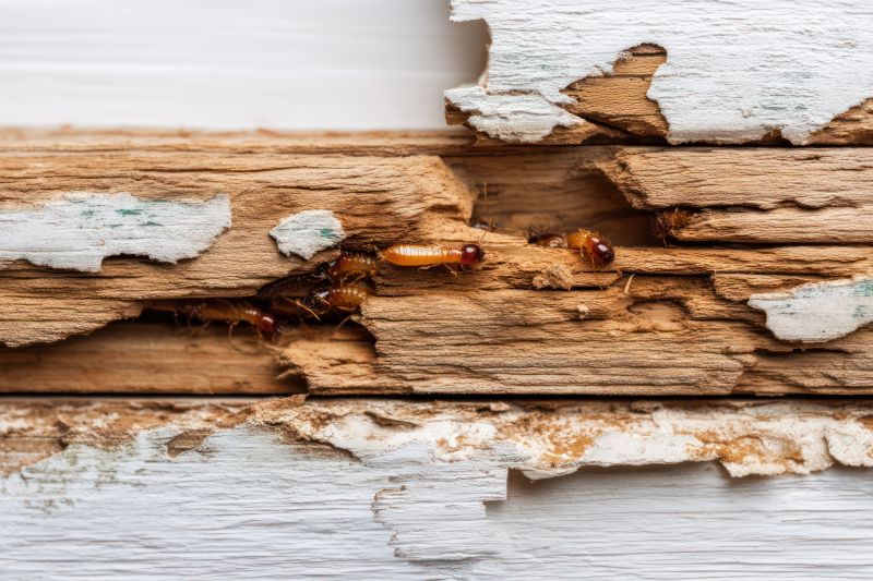 Termite Infestation Repair