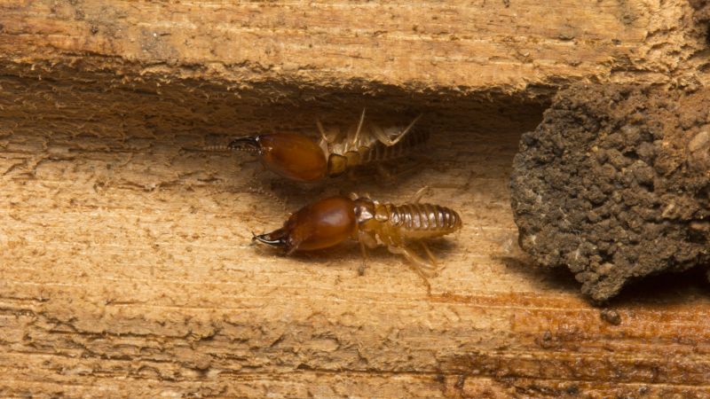 Termite Infestation Repair