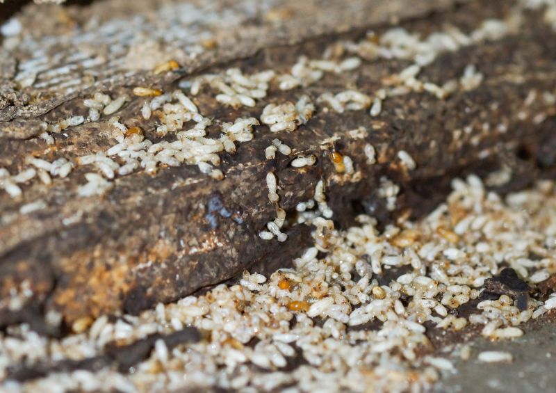 Effective Termite Treatment