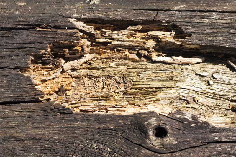 Wood Decay Removal in Roswell, GA