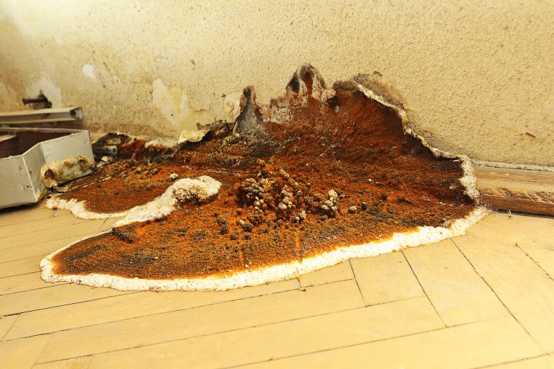 Wood Rot Repair in Olathe, KS